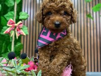 Tatlı Toy Poodle Yavrular