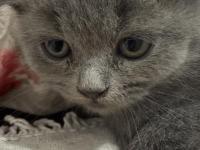 2 Ay Dişi Scottish Fold