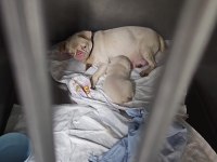 Pink Pug Erkek Yavru