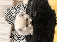 Teslime Hazır Scottish Fold Pamuk Gibiler