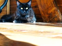 Karakteri Cüssesi Ve Dopdolu Şeceresi İle Maine Coon Ercüment