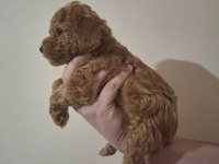 Anne Altından 2 Aylık Poodle Yavrular