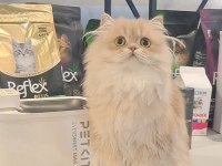 British longhair lilak golden cana yakın uysal