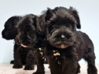 Siyah Schnauzer Yavru