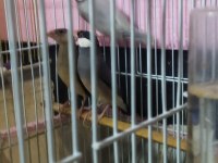 Jawa ispinoz silver, klasik