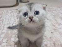 Muhteşem British Shorthair Kediler