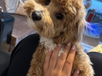 1 yaşında büyümez maltipoo