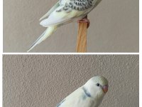 Yeni Yeme Düşmüş Uysal Renk Güzeli Yavru Muhabbetler