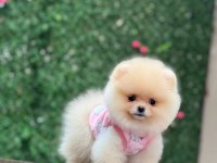 Sevimli Ayıcık Teddy Ayı Suratlı Pomeranian Boo Yavrumuz