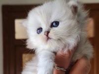 Sahiplendirme Kediler (Görüşülür)