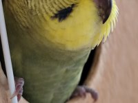 Muhabbet Kuşu Alıştırmalık