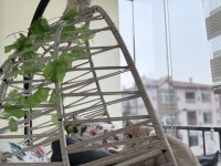 Kedilerimize Yuva Arıyoruz