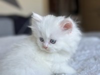 Pamuk Gibi Mavi Gözlü British Longhair Yavrum