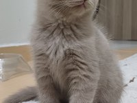 Scottish Fold Lilac