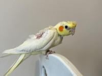 Sultan papağanı sahiplendirilecektir