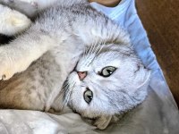 Gerçek Güzelliği Arayanlara Kedi Yavrularımız Rezerveye Açıldı