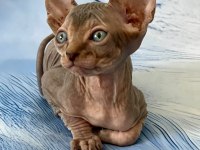 17 Temmuz Doğumlu Sfenks Yavrular