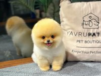 Pomeranian Boo Yavrular Aynı Gün Gönderim - Kapıda Ödeme