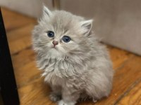 A Kalite British Longhair Arayanlara