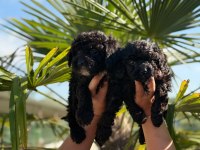 Siyah Poodle Bebekler