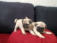 Pug Mops Gül Kuyruk Yavrularımız