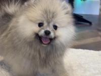 Dişi Ayı Surat Gülen Yüz Pomeranian