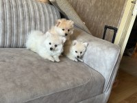 Pomeranian teddy bear