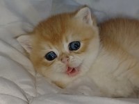 Show Kalite Safkan Golden Bebek Kediler