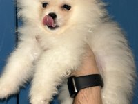 Rusya girişli evraklı ayı surat pomeranian boo