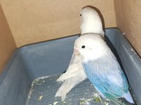 1.5-2 yaşında çift mutasyonlu cennet papağanı