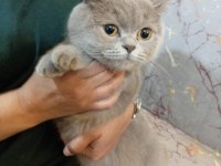 Dişi british shorthair 11 aylık