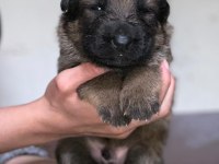 A Kalite Showline Şecereli Alman Kurdu Yavrular