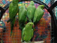 Kapalı bilezik pakistan papağanları