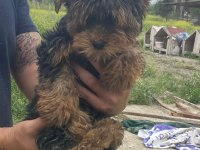 Yetişkin dişi yorkie