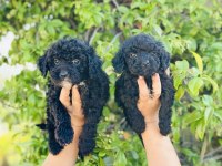 Siyah Poodle Bebekler