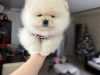 Tam Ayı Surat Pomeranian Boo