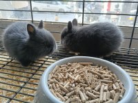 Türkiye'nin Her İline Gönderim Cüce Tavşan Yavruları