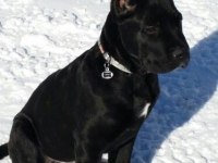 Sağlık Ve Irk Garantili Cane Corso Köpekleri