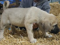 6 Tırnaklı Özel Üretim Dev Kangal Yavrular