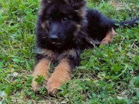 Showline Alman Kurdu Bebekler