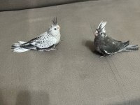 Evcil Yavru Sultan Papağanı