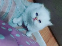 Saf Kan İran Kedisi Yavrusu