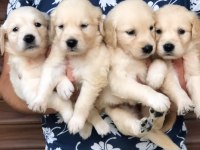 Irk Ve Sağlık Garantili Baby Face Golden Retriever