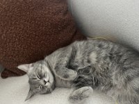 Dişi British Kedimiz Gri