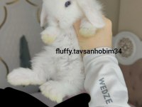 Beyaz Yavru Lop Tavşanı