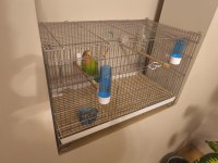 3 Aylık Dişi Sevda Papağanı