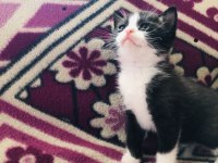 Son 1 Adet Bi Color Kısa Bacak Kedimiz