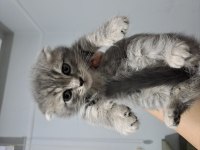 Scottish Fold Yavrularımız Teslime Hazır