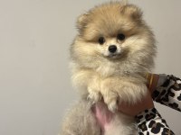 3 aylık dişi pomeranian yavrular