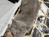 Scottish Fold Lara Kızımıza Sıcacık Bir Yuva Geçiçi Evinden Gerçek Ailesine